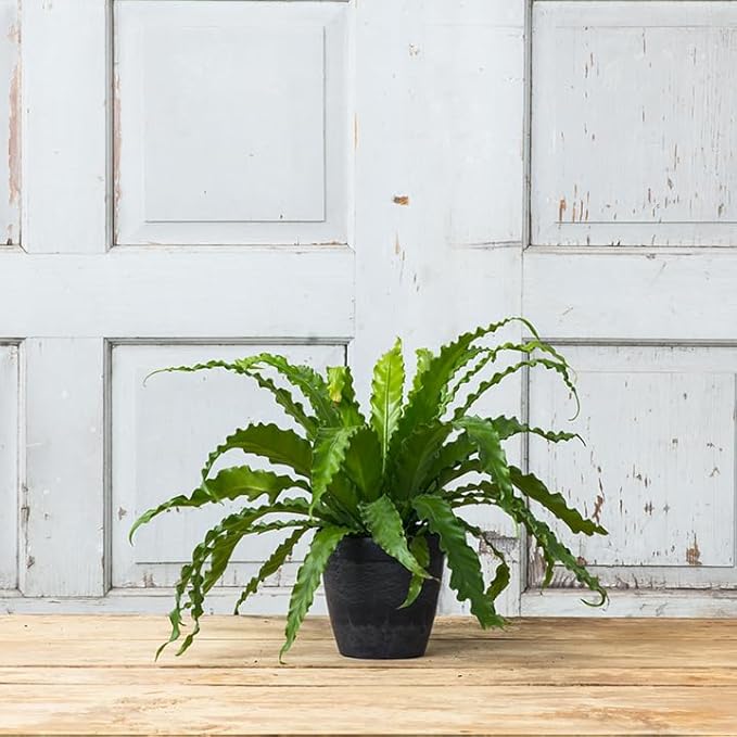 Root & Vessel Dolce Round Planter, Black, 6"