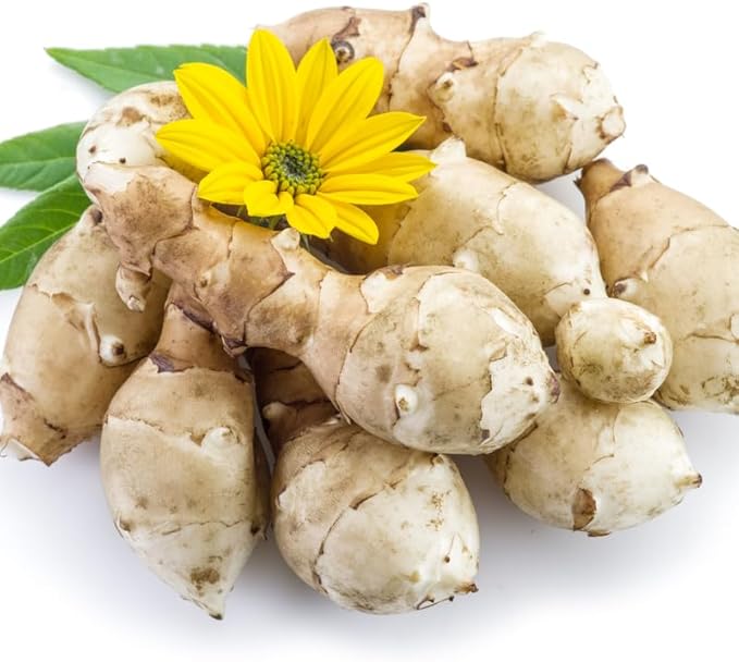 10Pcs Jerualem Artichoke Tubers for Planting Vegetable Garden, Sunroots Sunchokes Tubers for Planting, Fresh Jerusalem Artichoke Roots
