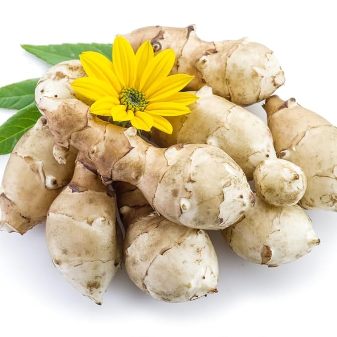 5Pcs Jerualem Artichoke Tubers For Planting, Sunroots Sunchokes Tubers For Planting, Fresh Jerusalem Artichoke Roots Ready To Grow