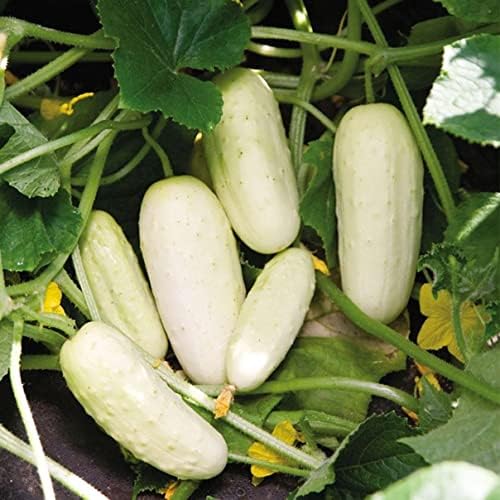 Seeds White Angel Cucumber Open-Pollinated Pickling Non GMO Vegetable for Planting
