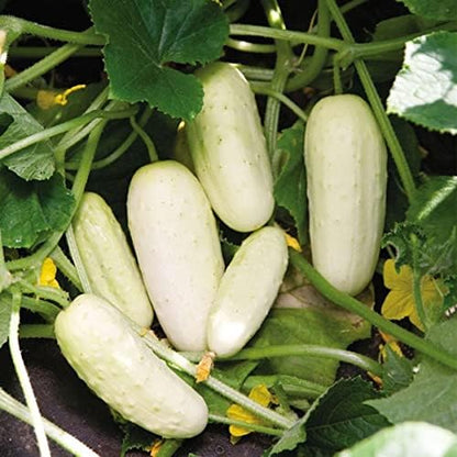 Seeds White Angel Cucumber Open-Pollinated Pickling Non GMO Vegetable for Planting