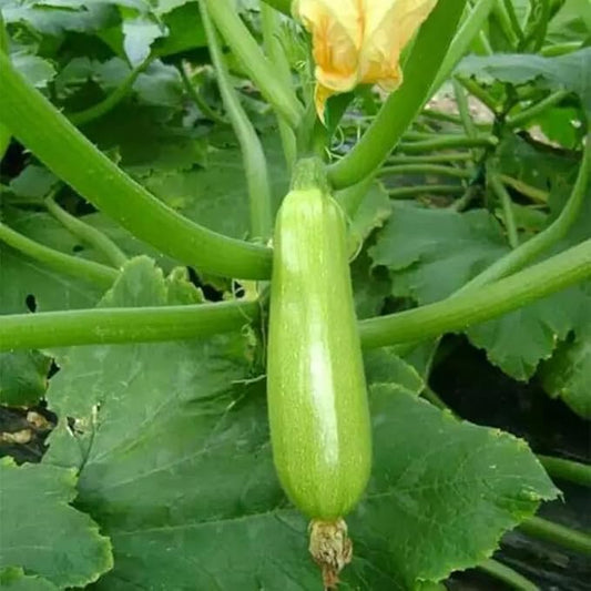 25 Pcs Indian Long Bottle Gourd Seeds for Planting, Non-GMO Vegetable Seeds for Home Garden, Terrace, Balcony Planters, Outdoor Pots, and Backyard Growing