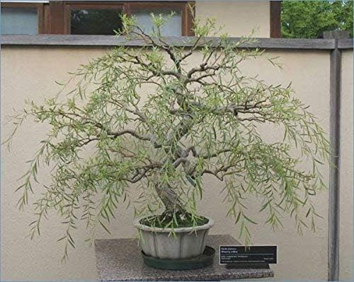 Willow Bonsai Tree Bundle - 4 Types of Exotic Willow to Bonsai - Dragon Claw, Chinese Weeping, Austraulian, Yellow Flame