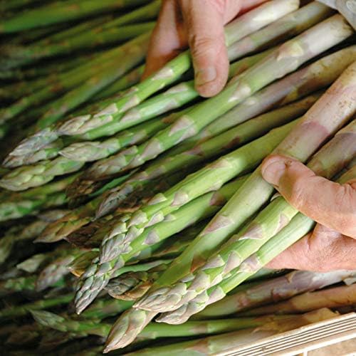 Seeds Green Mary Washington Asparagus - Heirloom Vegetable - GMO Free