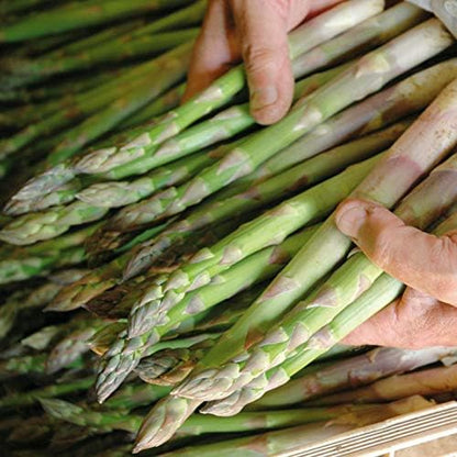 Seeds Green Mary Washington Asparagus - Heirloom Vegetable - GMO Free
