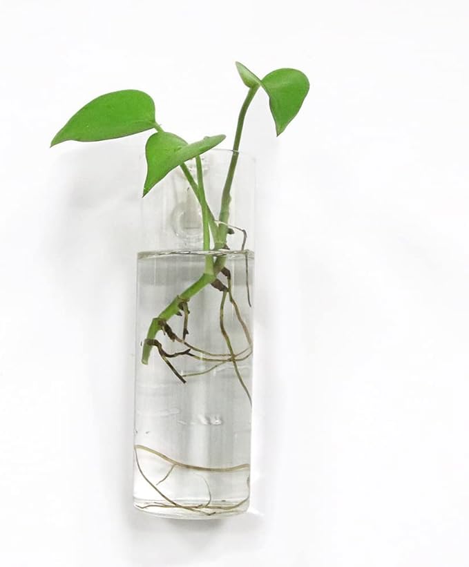 Wall Planters for Indoor Plants - Glass Terrarium Planters, Hanging Plant Holders (4 Pack)