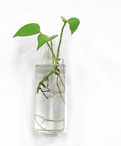 Wall Planters for Indoor Plants - Glass Terrarium Planters, Hanging Plant Holders (4 Pack)
