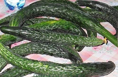 Seeds Cucumber Burpless Chinese Miracle Giant Long Rare Pickling Non GMO Vegetable for Planting