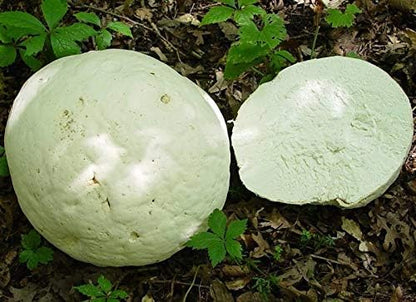Giant Puffball Mushrooms Non GMO for Planting Mycelium Spawn Spores