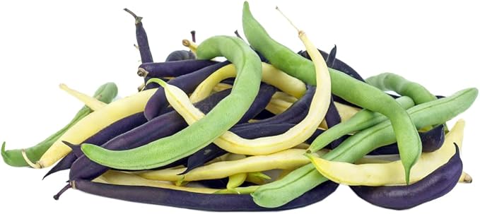 Bean Seeds for Planting Vegetables and Fruits. Pole Beans,Bush Beans,Romano Beans.Non GMO Garden Seeds for Home Vegetable Garden-Organic Bush Bean Mix 45ct+ Purple,Yellow&Green Bean Seeds, No Trellis