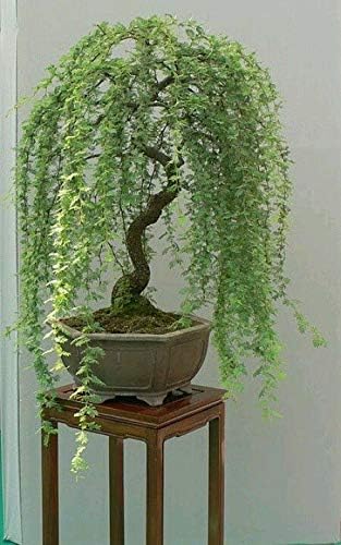 CZ Grain Bonsai Green Weeping Willow Tree Cutting - Thick Trunk Start, Dwarf Bonsai Material