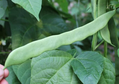 Bean Seeds for Planting Vegetables and Fruits. Pole Beans,Bush Beans,Romano Beans.Non GMO Garden Seeds for Home Vegetable Garden-Organic Stringless Heirloom Romano Green Pole Bean Seeds Helda-30ct+