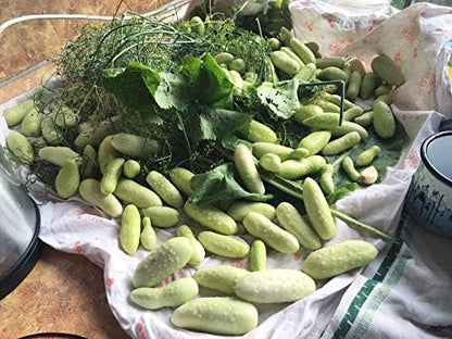 Seeds White Angel Cucumber Open-Pollinated Pickling Non GMO Vegetable for Planting