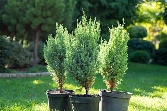 GARDENERA Premium Juniper Potting Soil Mix - Perfect Balance of Nutrients, Drainage, and Aeration for Healthy Juniper Trees - 10 Quart