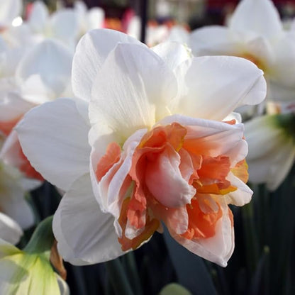 My Story Double Daffodil Flower Bulbs - 10 Bulbs per Pack - Pleasantly Scented - Deer Resistant - Good as Cut Flowers - Grows Well in Containers - Perennializing