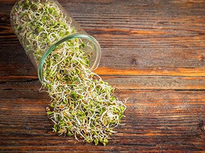 Food to Live Radish Seeds for Sprouting, 8 Ounces – Edible Seeds, Pure, Vegan, Kosher, Bulk. Rich in Vitamin C. High Germitation Rate. Grow Sprouts, and Microgreens for Salad, Sandwiches, Rolls.