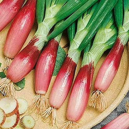 Seeds Red Welsh Onion Bunching Non GMO Vegetable for Planting