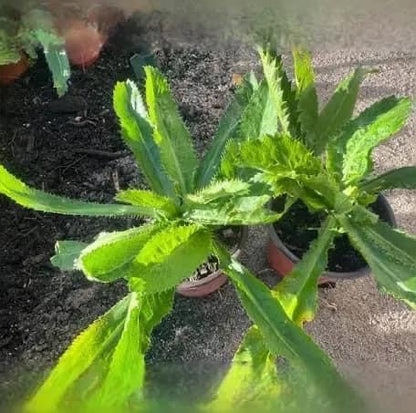 Set of 5 Vietnamese Vegetables Ngò GAI, Rau Càng Cua, Rau tía tô, Kinh giới, húng lũi Culantro Thai Parley, peperomia pellucida Plant Seeds and Vietnamese Perilla Seeds 1000++ Seeds/Bag