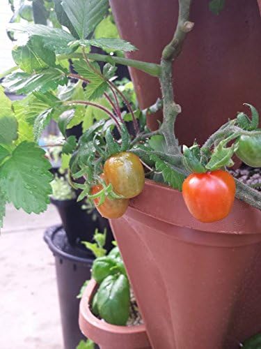 LARGE Vertical Gardening Stackable Planters by Mr. Stacky - Grow More Using Limited Space And Minimum Effort - Plant. Stack. Enjoy. - Build Your Own Backyard Vertical Garden - DIY Stacking Container System - For Growing Strawberry, Tomato, Pepper, Cucu...