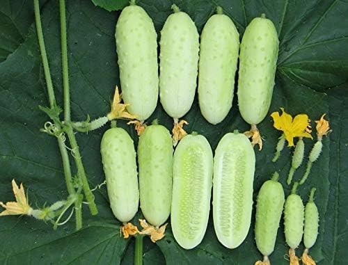 Seeds White Angel Cucumber Open-Pollinated Pickling Non GMO Vegetable for Planting