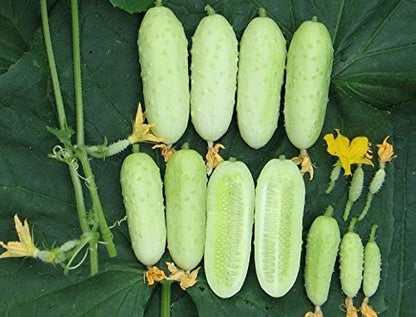 Seeds White Angel Cucumber Open-Pollinated Pickling Non GMO Vegetable for Planting