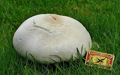 Giant Puffball Mushrooms Non GMO for Planting Mycelium Spawn Spores