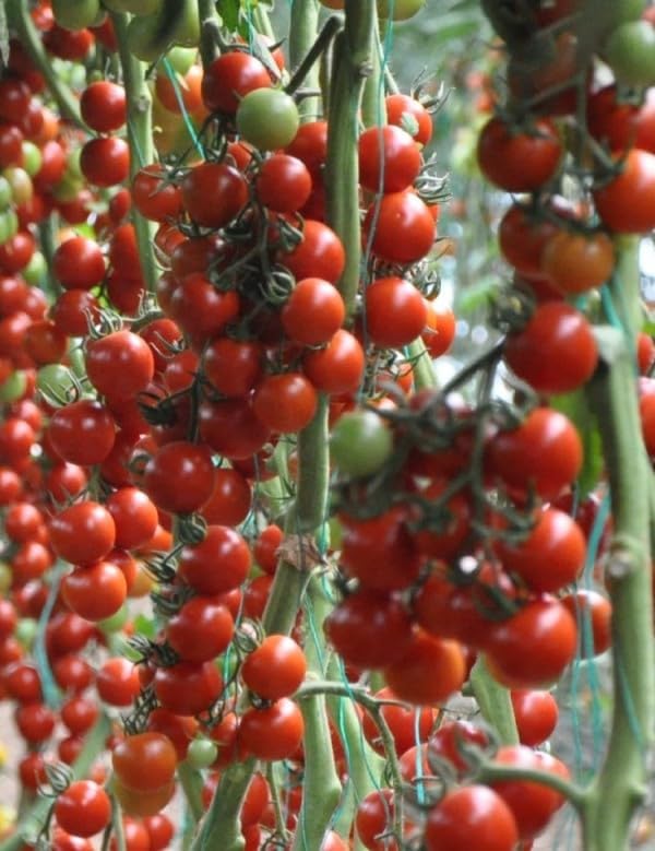 Seeds Vine Red Tomato Indeterminate Non GMO Vegetable for Planting