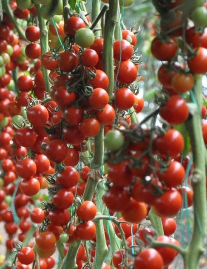 Seeds Vine Red Tomato Indeterminate Non GMO Vegetable for Planting