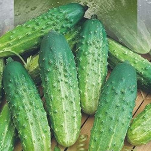Seeds Cucumber Rodnichok F1 Pickling Heirloom Vegetable Non GMO