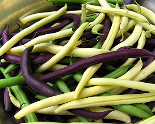 Seeds Beans Giant Bush Cluster Mix 40 Days Non GMO Vegetable for Planting