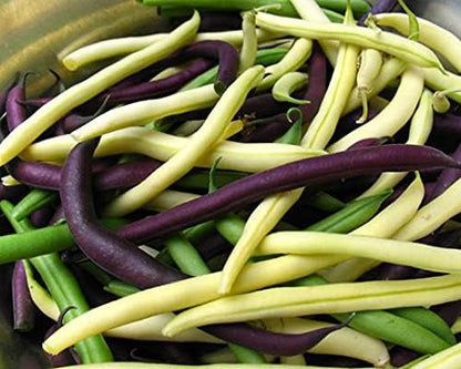 Seeds Beans Giant Bush Cluster Mix 40 Days Non GMO Vegetable for Planting