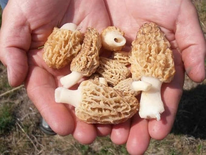 Morel Mushrooms Spores Mycelium Non GMO Spawn for Planting