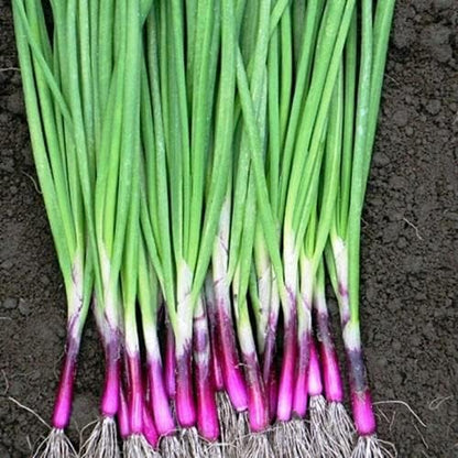 Seeds Red Welsh Onion Bunching Non GMO Vegetable for Planting