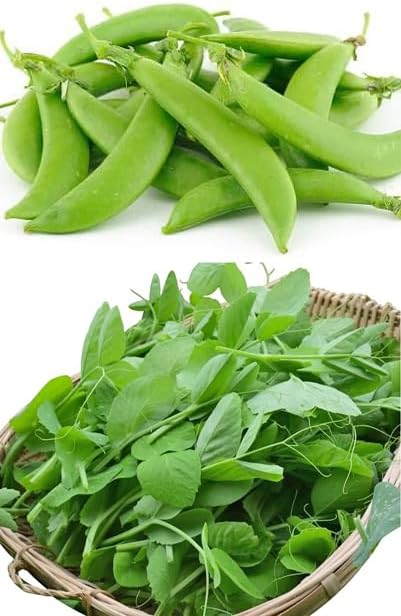 Bean Seeds for Planting Vegetables and Fruits. Pole Beans,Bush Beans,Romano Beans.Non GMO Garden Seeds for Home Vegetable Garden-65ct+ Sugar Snap Pea Seeds,豌豆苗,Edible Pod/Sweet Snap Pea Shoots & Tips
