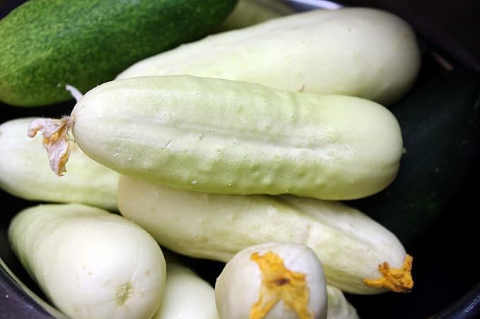 Seeds White Angel Cucumber Open-Pollinated Pickling Non GMO Vegetable for Planting