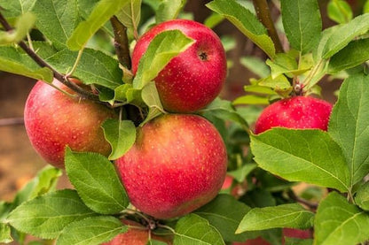 Mix Bonsai Fruit Seeds for Planting – 5 Variety Individual Packs: 40+ Lemon, 20+ Cherry, 40+ Orange, 40+ Apple, 20+ Blueberry Seeds, Organic Heirloom Non-GMO, Indoor/Outdoor Home Garden