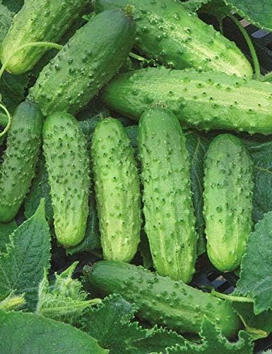 Seeds Cucumber Rodnichok F1 Pickling Heirloom Vegetable Non GMO