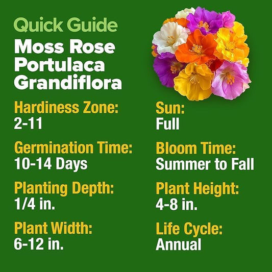 HOME GROWN Moss Rose Seeds 47,000+(Bulk Pack) Annual Flower for Ground Cover - Heirloom Non-GMO Portulaca Seeds for Planting Outdoors - Great for Low-Maintenance Gardens (Portulaca grandiflora)