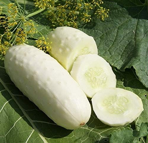 Seeds White Angel Cucumber Open-Pollinated Pickling Non GMO Vegetable for Planting