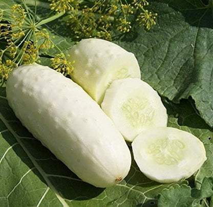Seeds White Angel Cucumber Open-Pollinated Pickling Non GMO Vegetable for Planting
