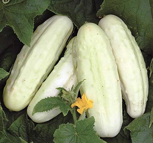 Seeds White Angel Cucumber Open-Pollinated Pickling Non GMO Vegetable for Planting