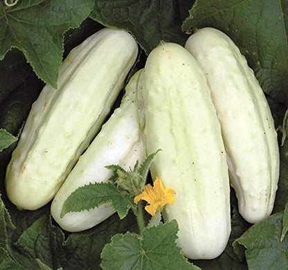 Seeds White Angel Cucumber Open-Pollinated Pickling Non GMO Vegetable for Planting