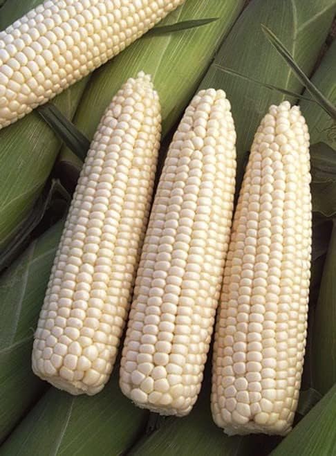 Seeds White Sugar Corn Sweet Giant Silver Queen Hybrid Vegetable Non GMO for Planting