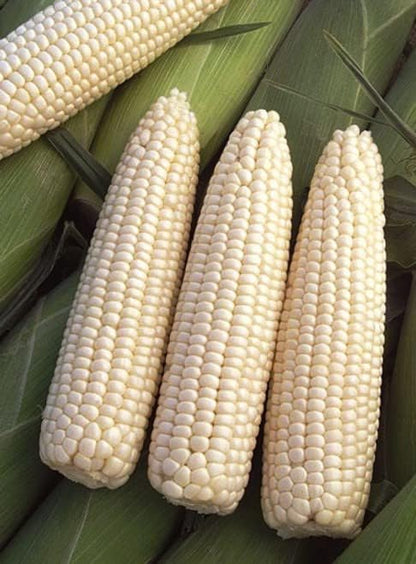 Seeds White Sugar Corn Sweet Giant Silver Queen Hybrid Vegetable Non GMO for Planting