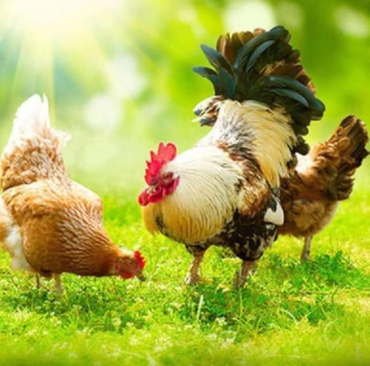 Chicken Forage Seed Mix - Better Eggs and Meat, Annual Ryegrass, Perennial Ryegrass, Buckwheat, Flax, Millet, Forage Peas, Red Clover, Alfalfa, Sunflowers (2 Pounds)