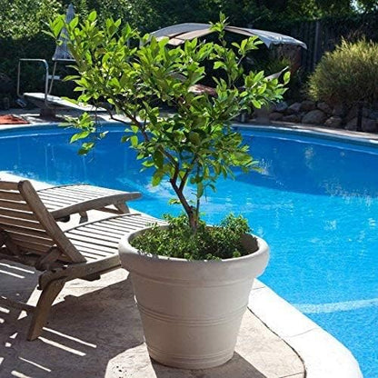 Crescent Garden Brunello Classic Rolled Rim Planter Pot, Indoor/Outdoor Weather-Safe Round Plant Pot, 14'' (Weathered Concrete)