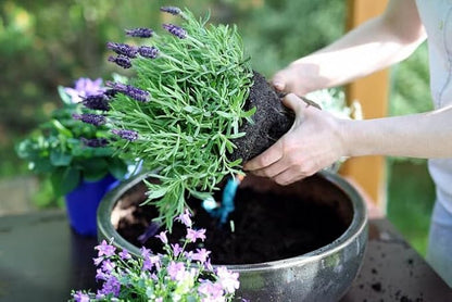 GARDENERA Lavender Soil - Ideal Blend for Thriving and Fragrant Lavender Plants - 3 QUARTS