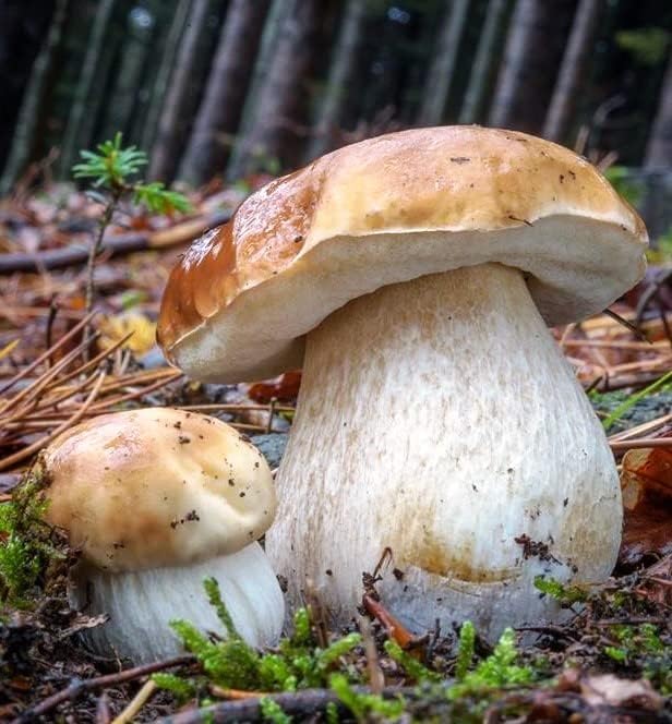 Porcini Mushrooms Spores Non GMO Heirloom 100 Seeds