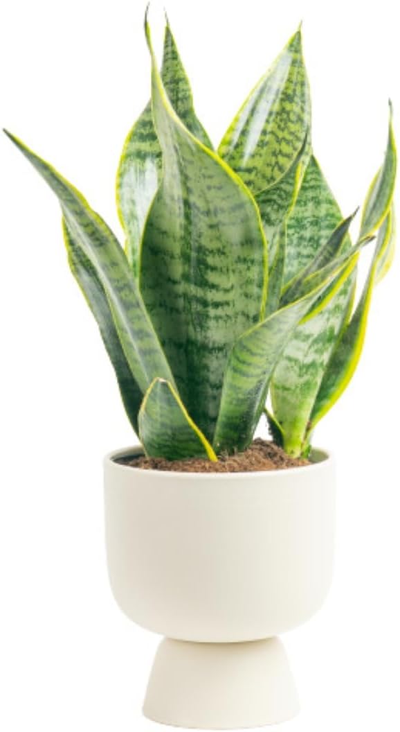 Costa Farms Snake Plant, Live Plant in Decorative Pot, Easy to Maintain, Air Purifying Succulent Indoor Houseplant Assorted Variety, Home, Room, or Office Décor, 12-20 Inches Tall
