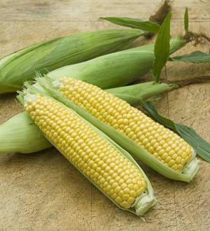 Seeds Sugar Corn Sweet Giant Heirloom Vegetable Non GMO for Planting